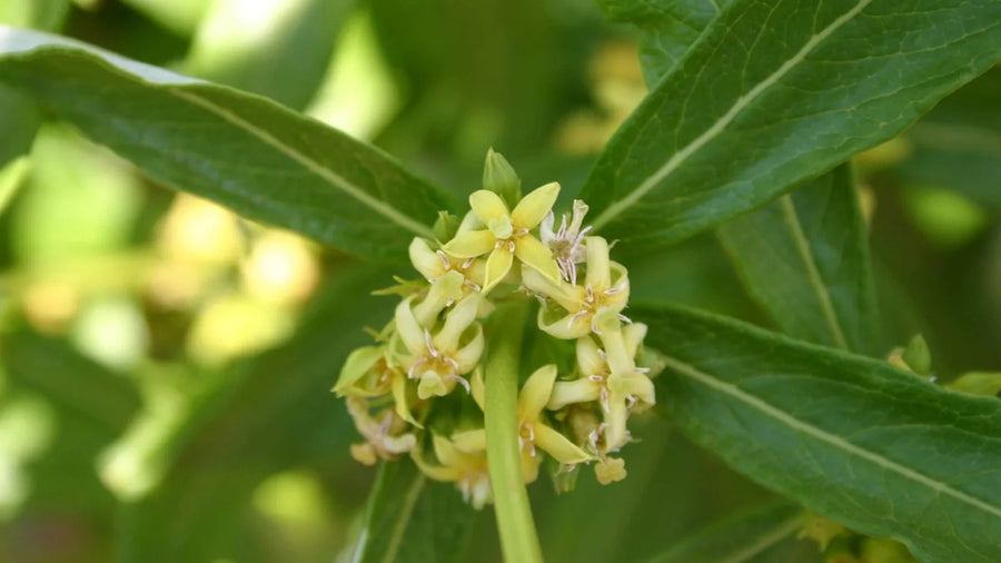 What is Fadogia Agrestis?