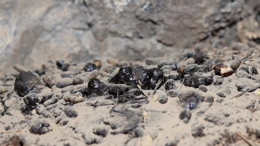 What is Shilajit?